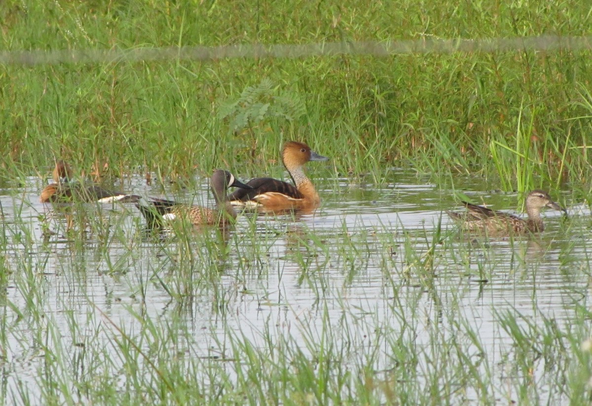 Fulvous Whistling-Duck - ML145207901