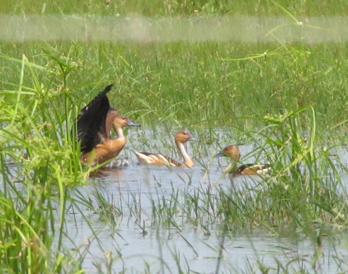 Fulvous Whistling-Duck - ML145208091