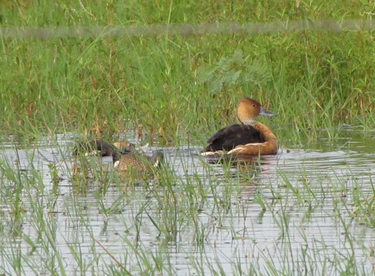 Fulvous Whistling-Duck - ML145208131