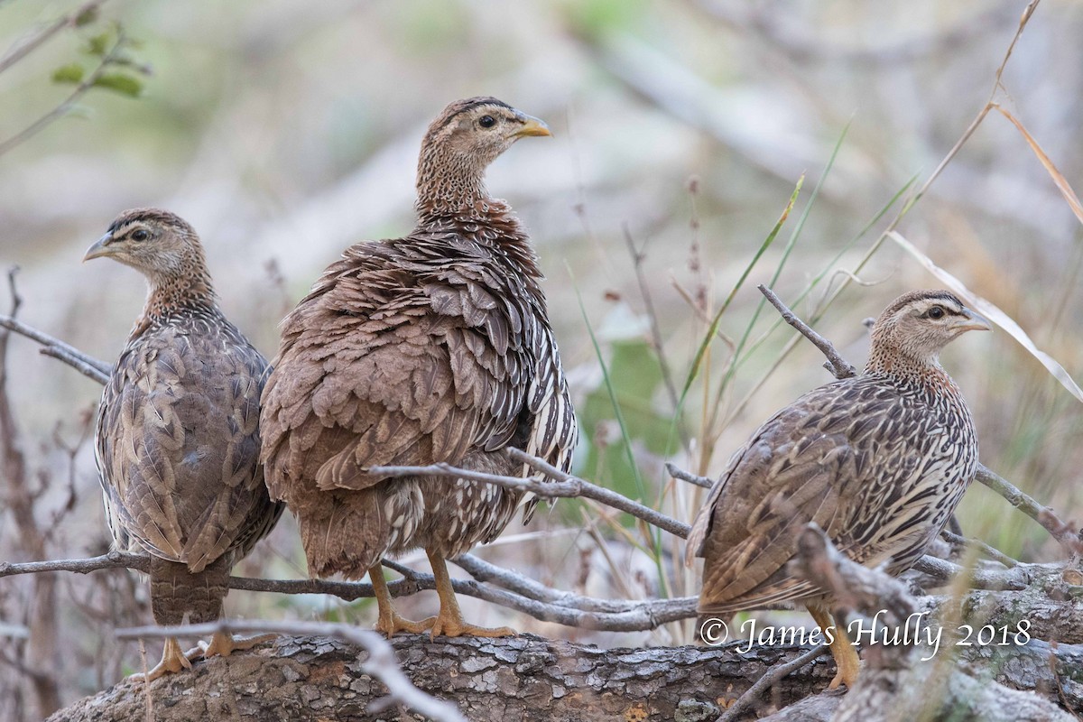 Double-spurred Spurfowl - ML145208291