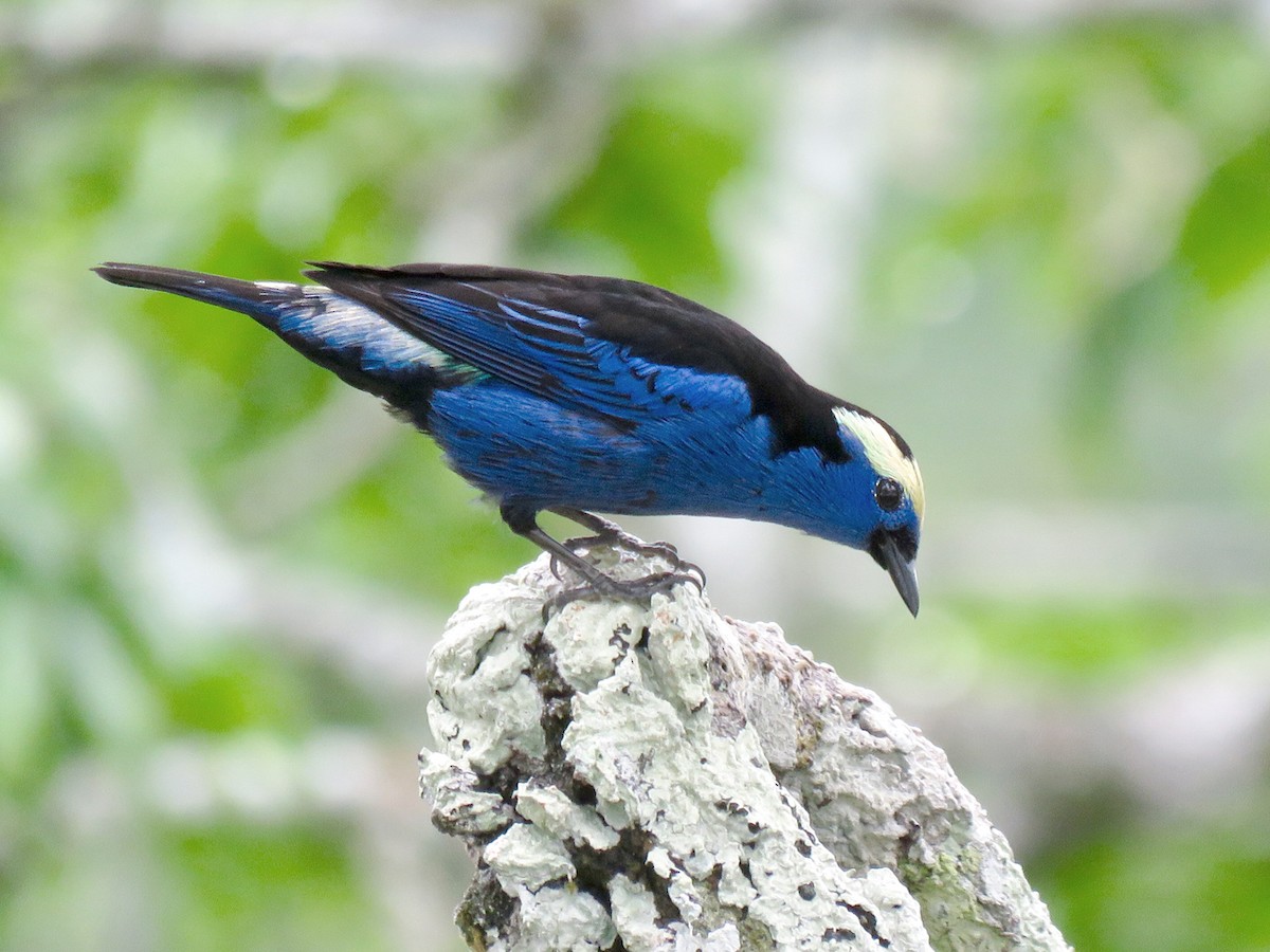 Opal-crowned Tanager - Tangara callophrys - Birds of the World