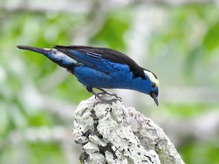  - Opal-crowned Tanager