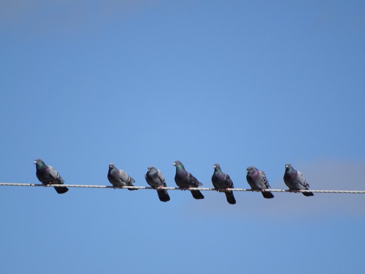Rock Pigeon (Feral Pigeon) - Mark Dorriesfield