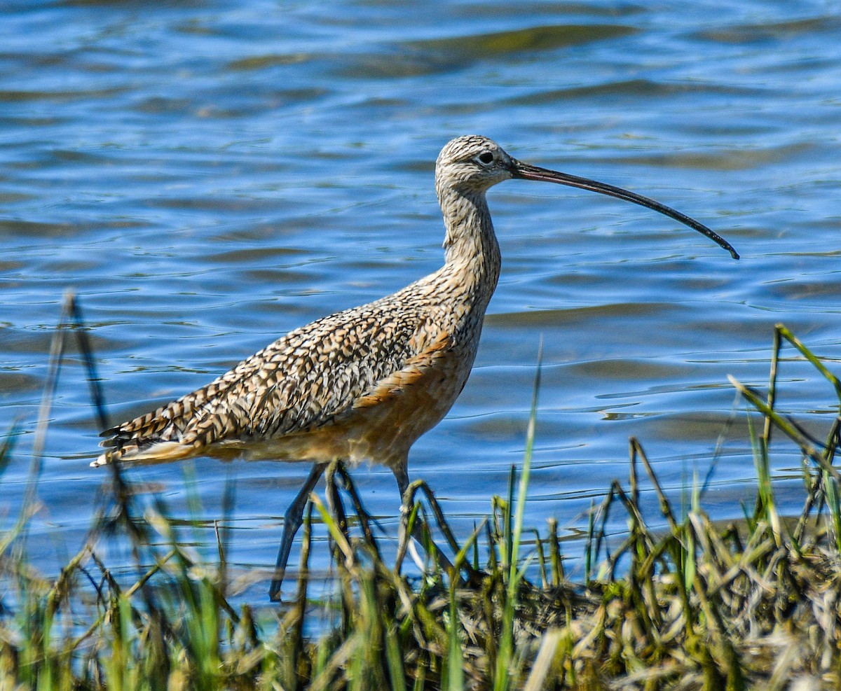 Long-billed Curlew - ML145211811