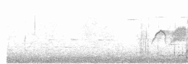 Weißbauch-Phoebetyrann - ML145211871