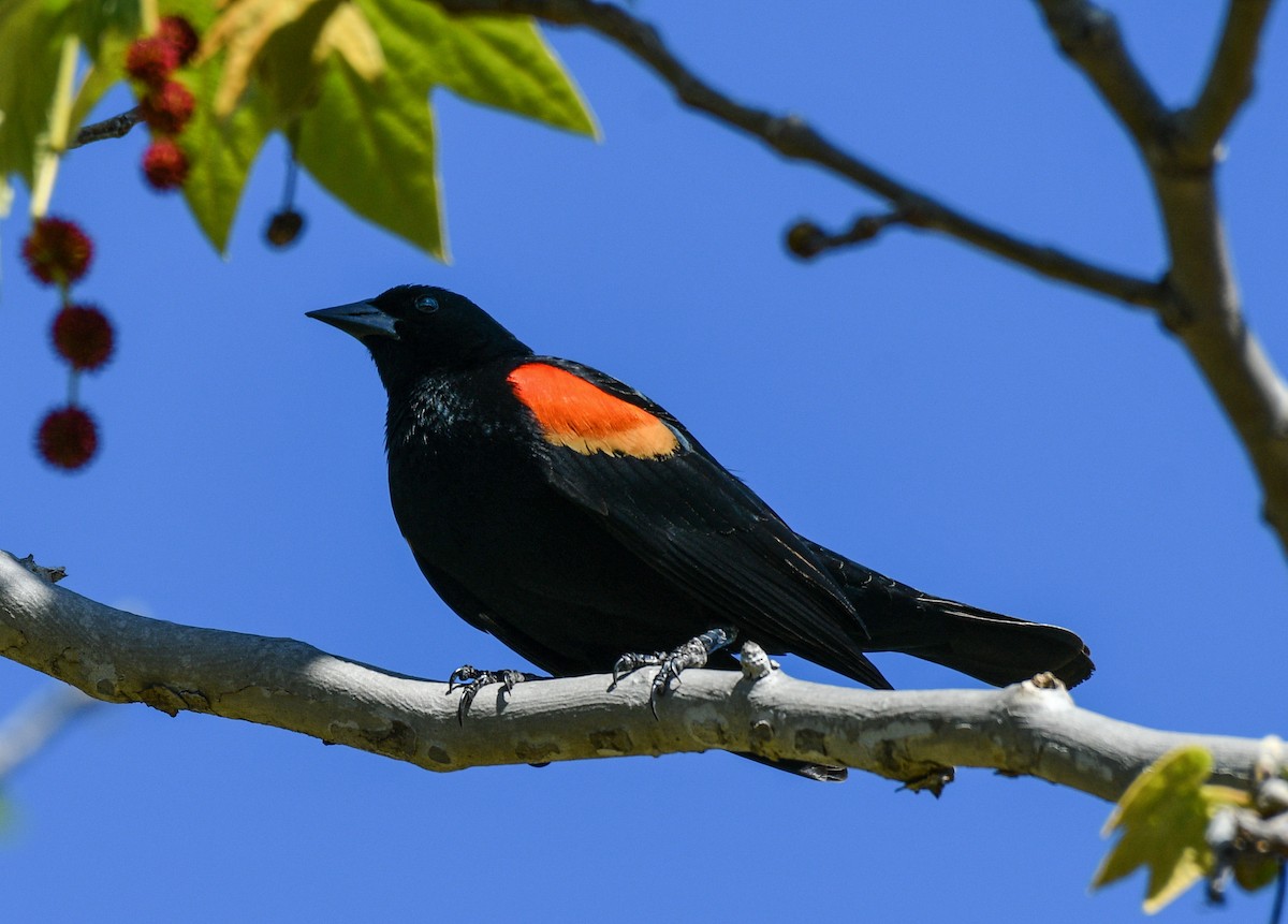 Red-winged Blackbird - ML145212021