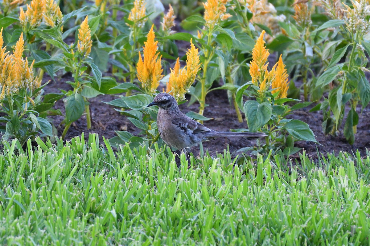 Long-tailed Mockingbird - Hugh Whelan