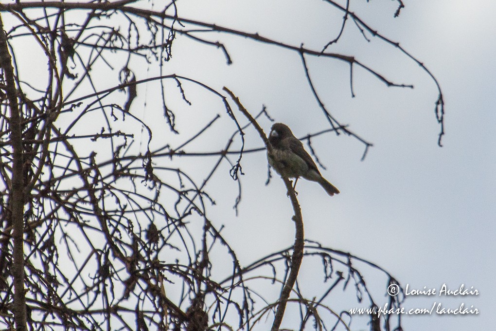 Yellow-bellied Seedeater - ML145216831