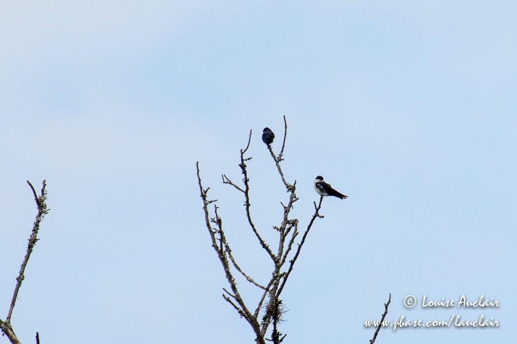 Blue-and-white Swallow - ML145217391