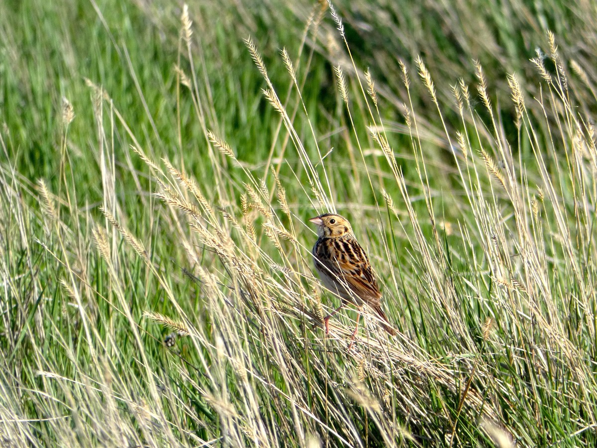 Baird's Sparrow - ML145218971