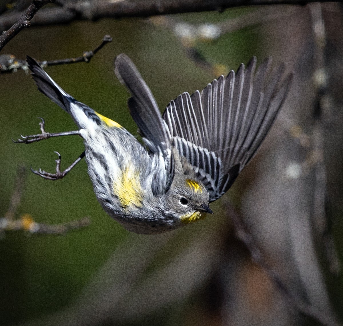 Yellow-rumped Warbler (Audubon's) - ML145221791