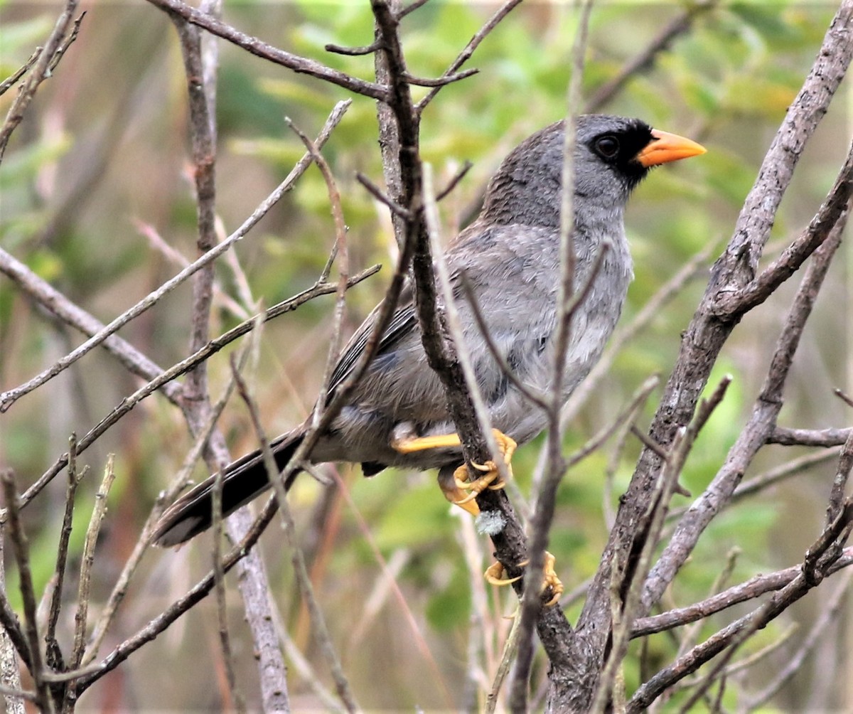 Gray-winged Inca-Finch - ML145221841