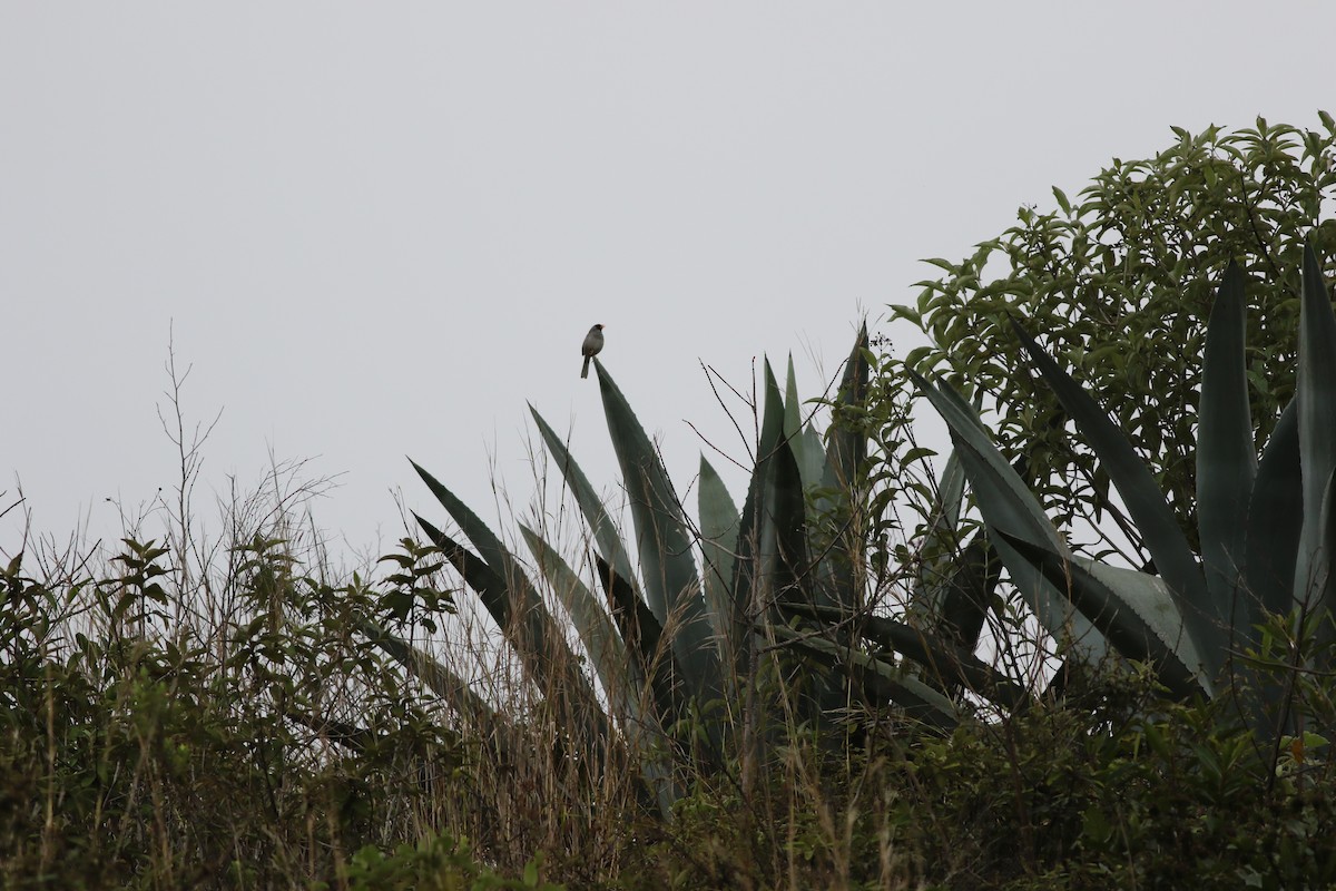 Gray-winged Inca-Finch - Daniel Lebbin