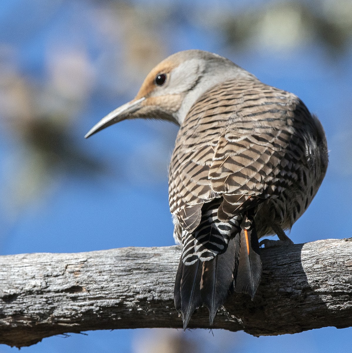 Northern Flicker (Red-shafted) - Cliff Peterson