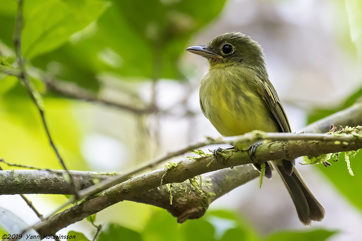 Western Olivaceous Flatbill - ML145222781