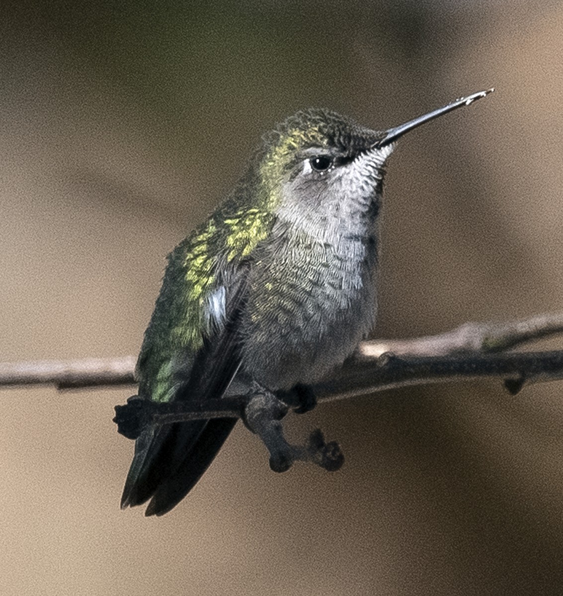 Anna's Hummingbird - ML145223701