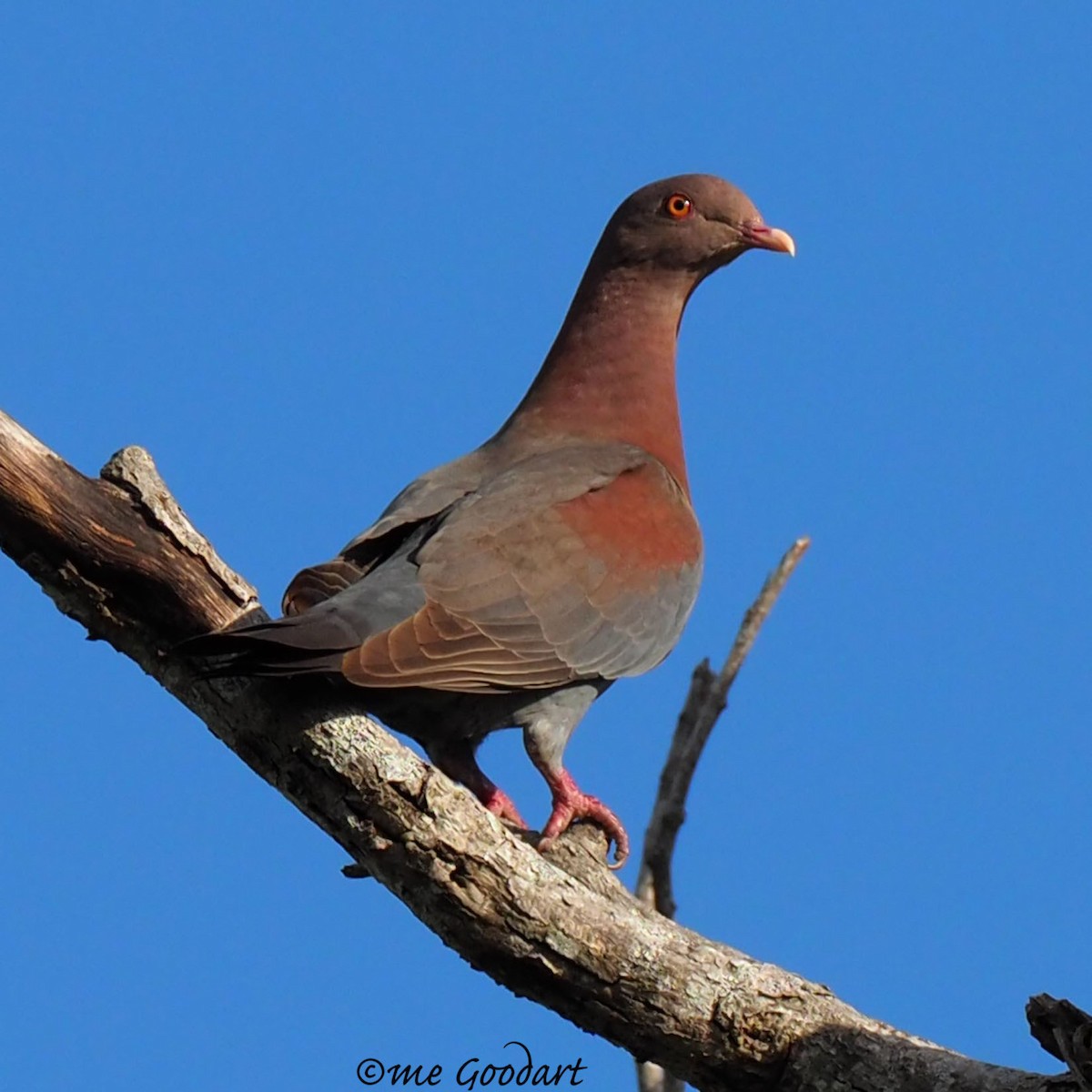 Red-billed Pigeon - ML145226211