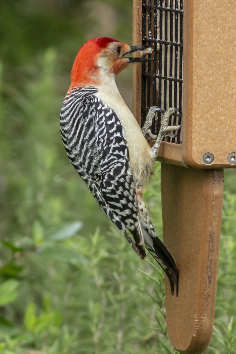 Red-bellied Woodpecker - ML145226961