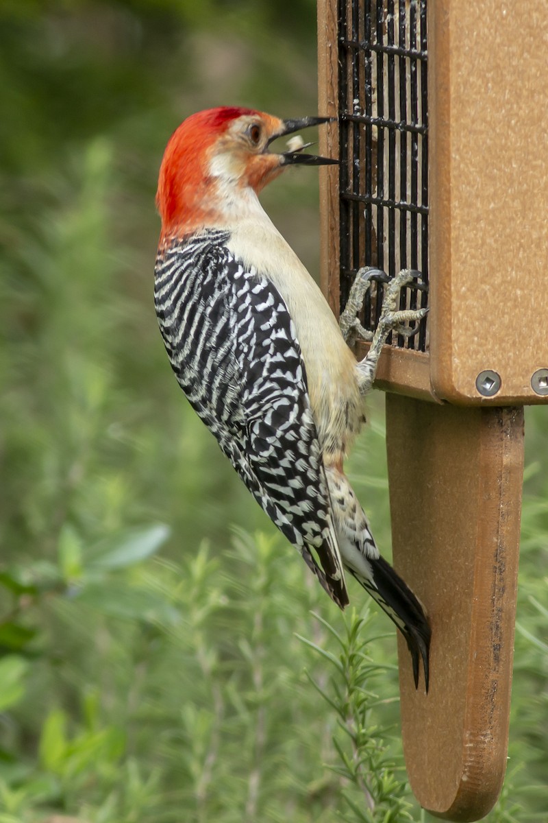 Red-bellied Woodpecker - ML145226971