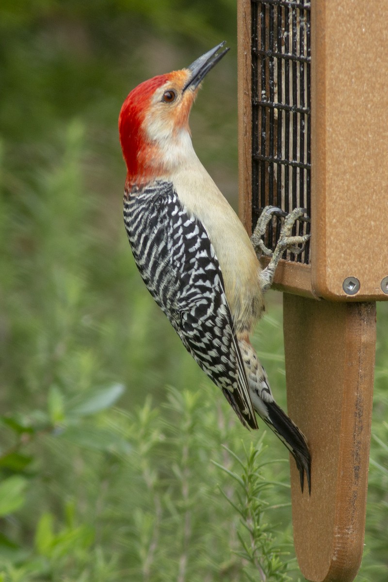 Red-bellied Woodpecker - ML145226991