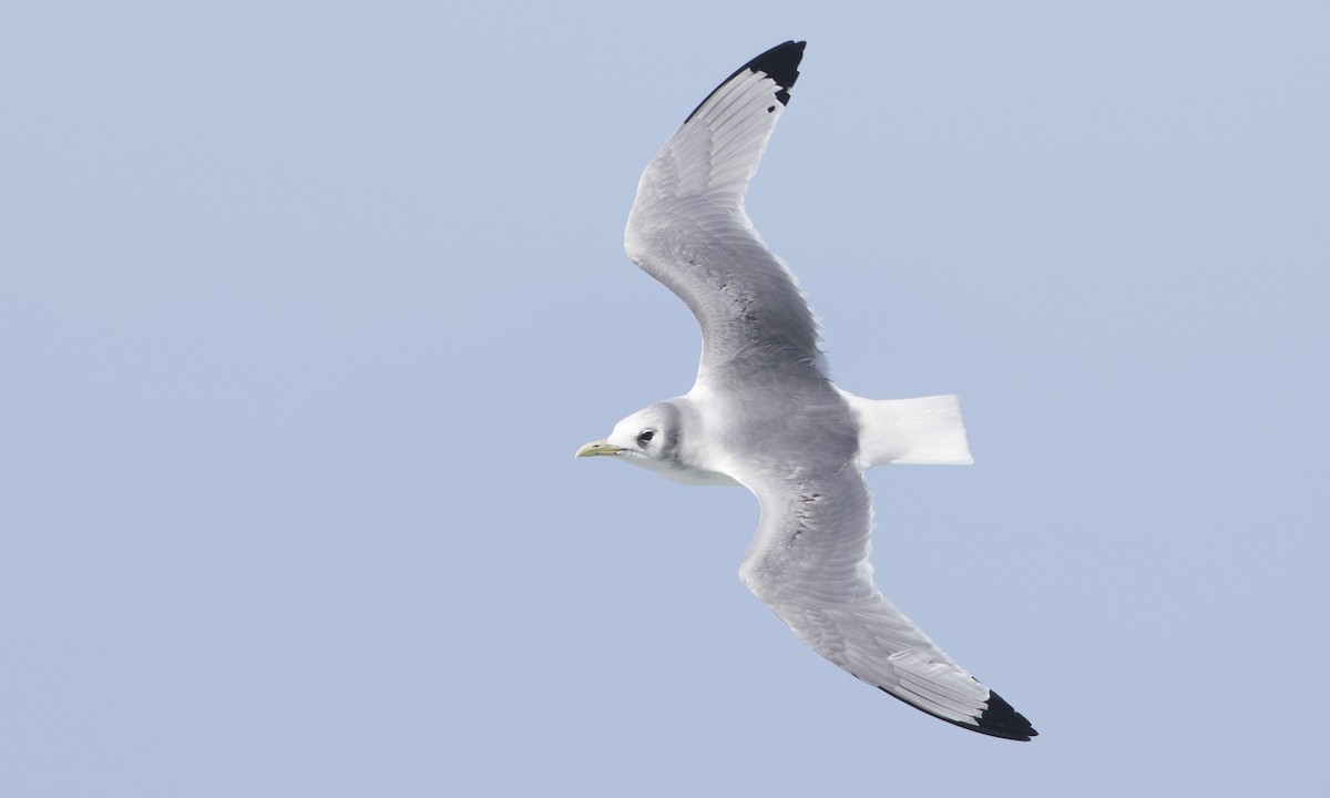 Mouette tridactyle - ML145227331