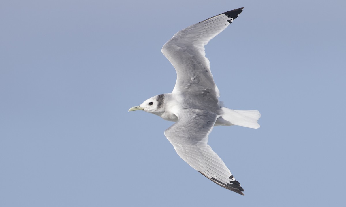 Mouette tridactyle - ML145227351