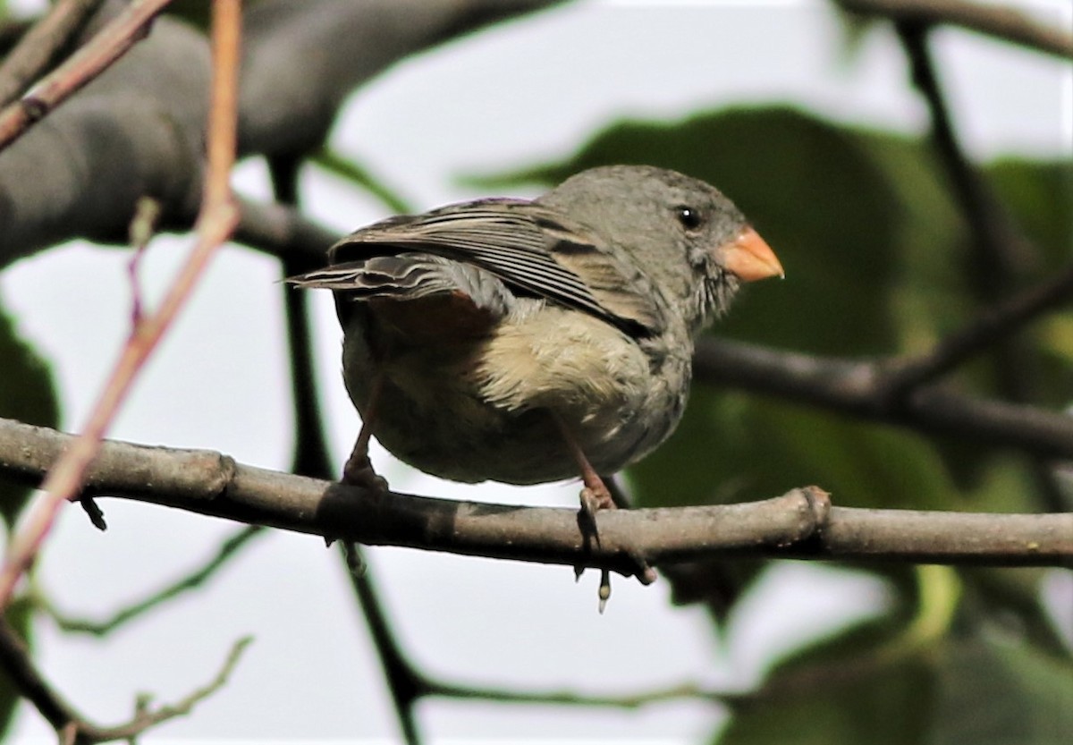 Plain-colored Seedeater - ML145227551