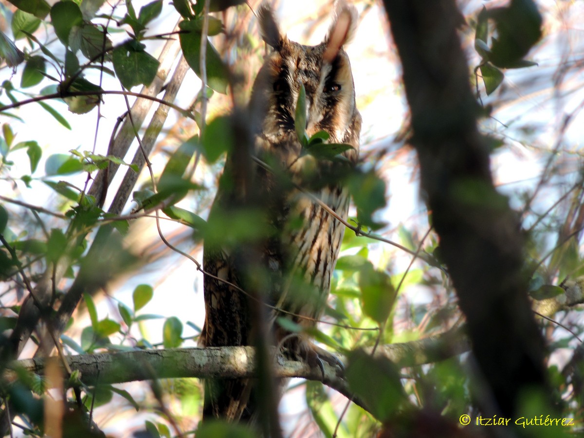 Long-eared Owl - Itziar Gutiérrez Uranga 🪶