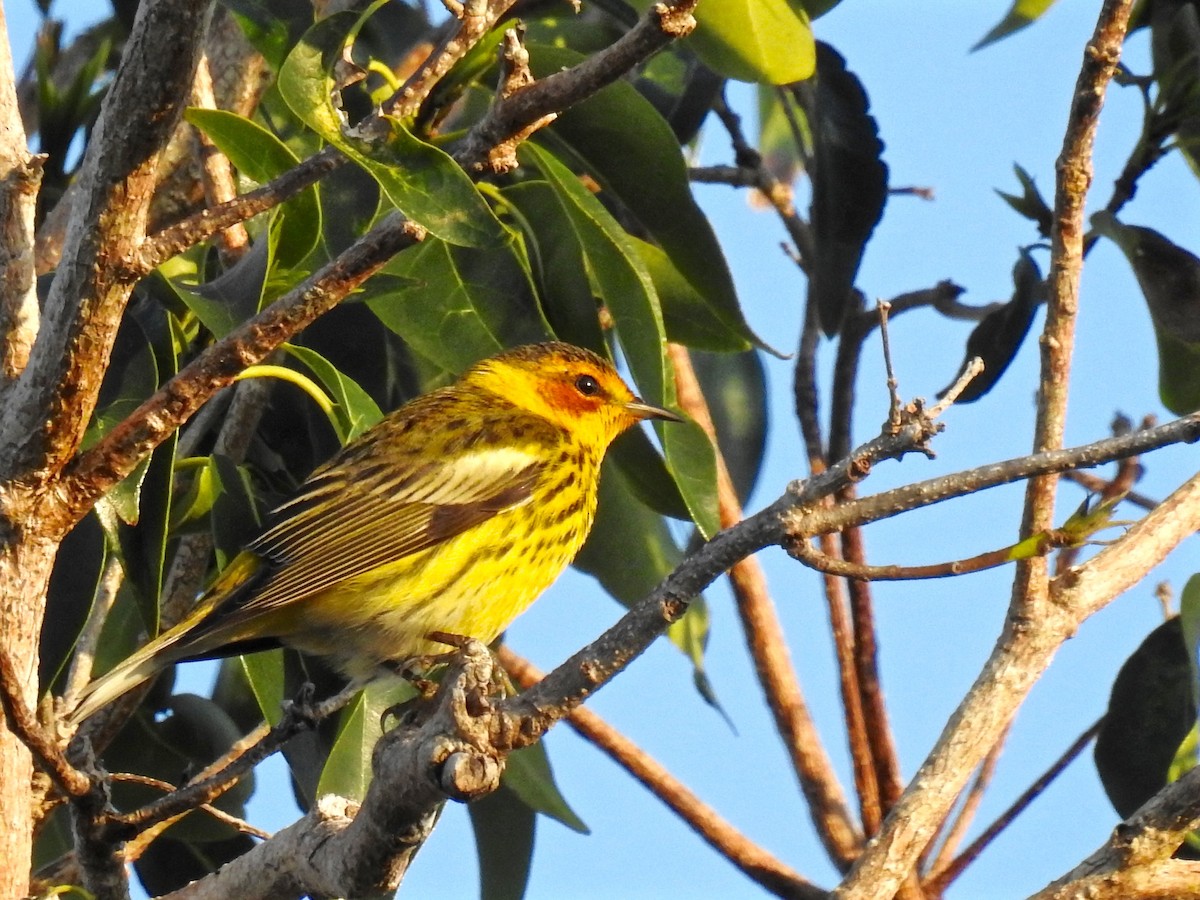 Cape May Warbler - Alison Mews
