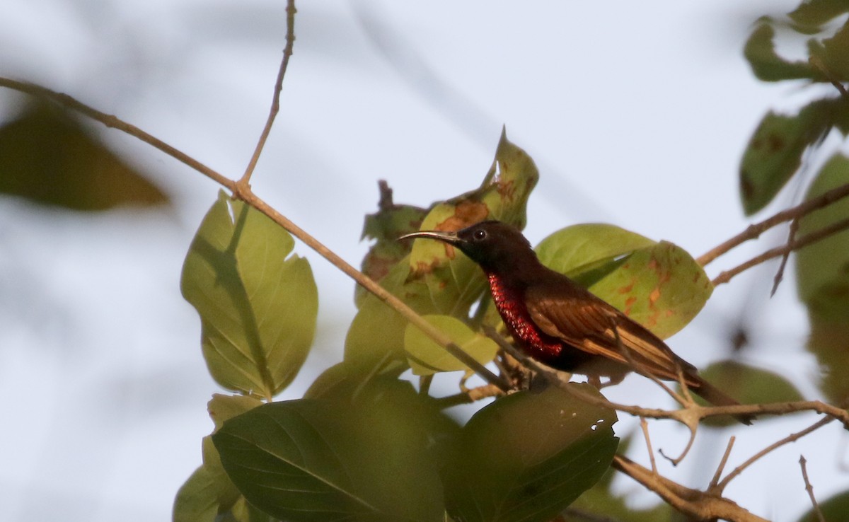 Scarlet-chested Sunbird - ML145228861