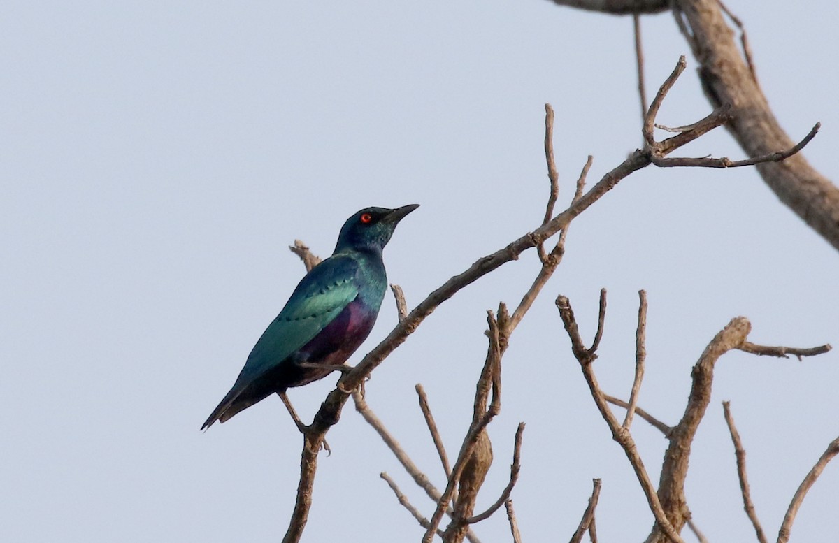 Bronze-tailed Starling - ML145229221