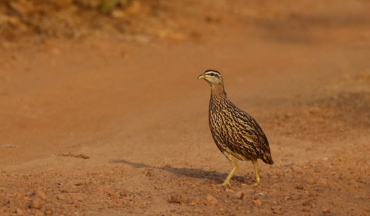 Double-spurred Spurfowl - ML145229261