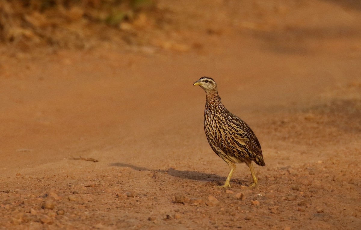 Double-spurred Spurfowl - ML145229281