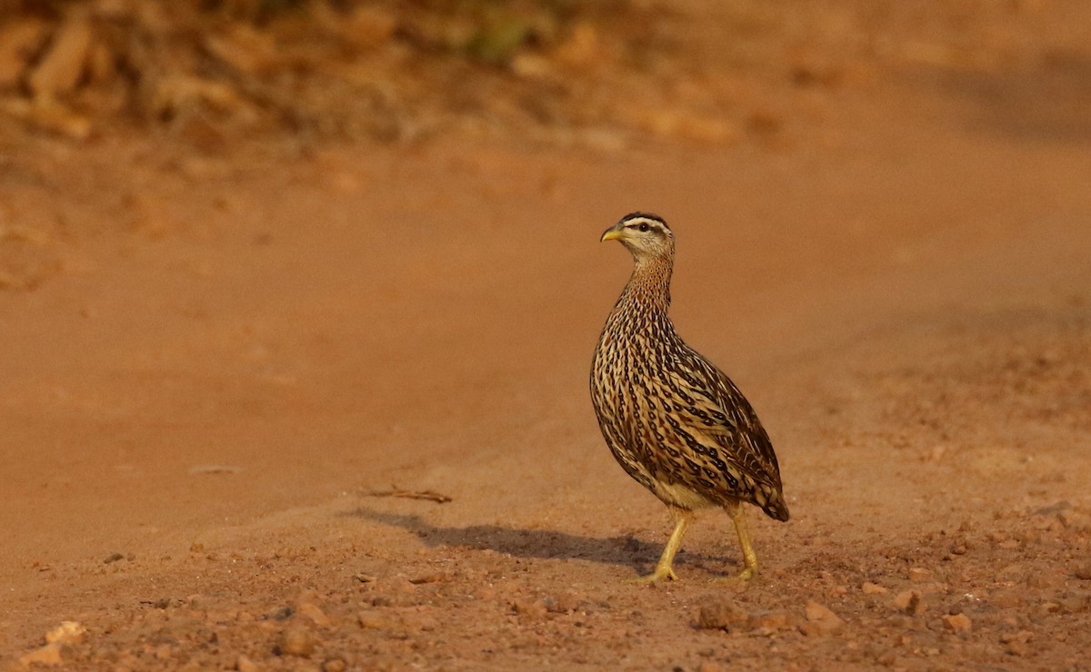 Double-spurred Francolin - ML145229291