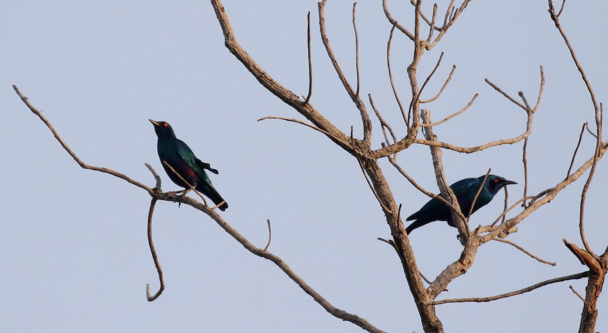 Bronze-tailed Starling - ML145229301
