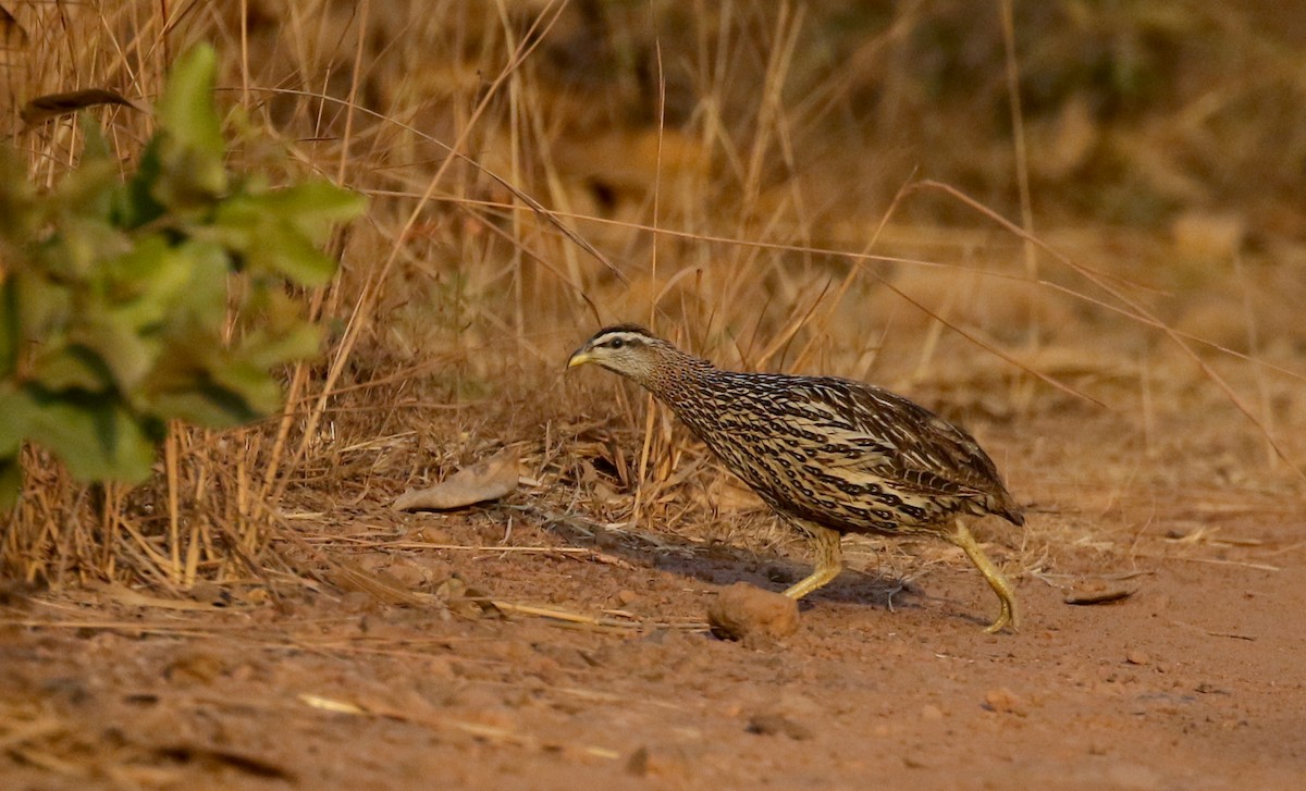 Double-spurred Spurfowl - ML145229311