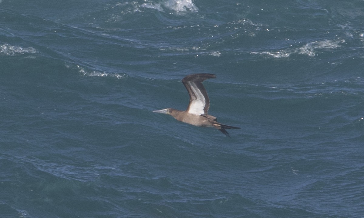 Brown Booby - ML145229491