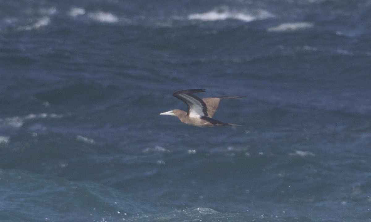 Brown Booby - ML145229501