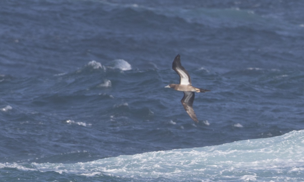 Brown Booby - ML145229511