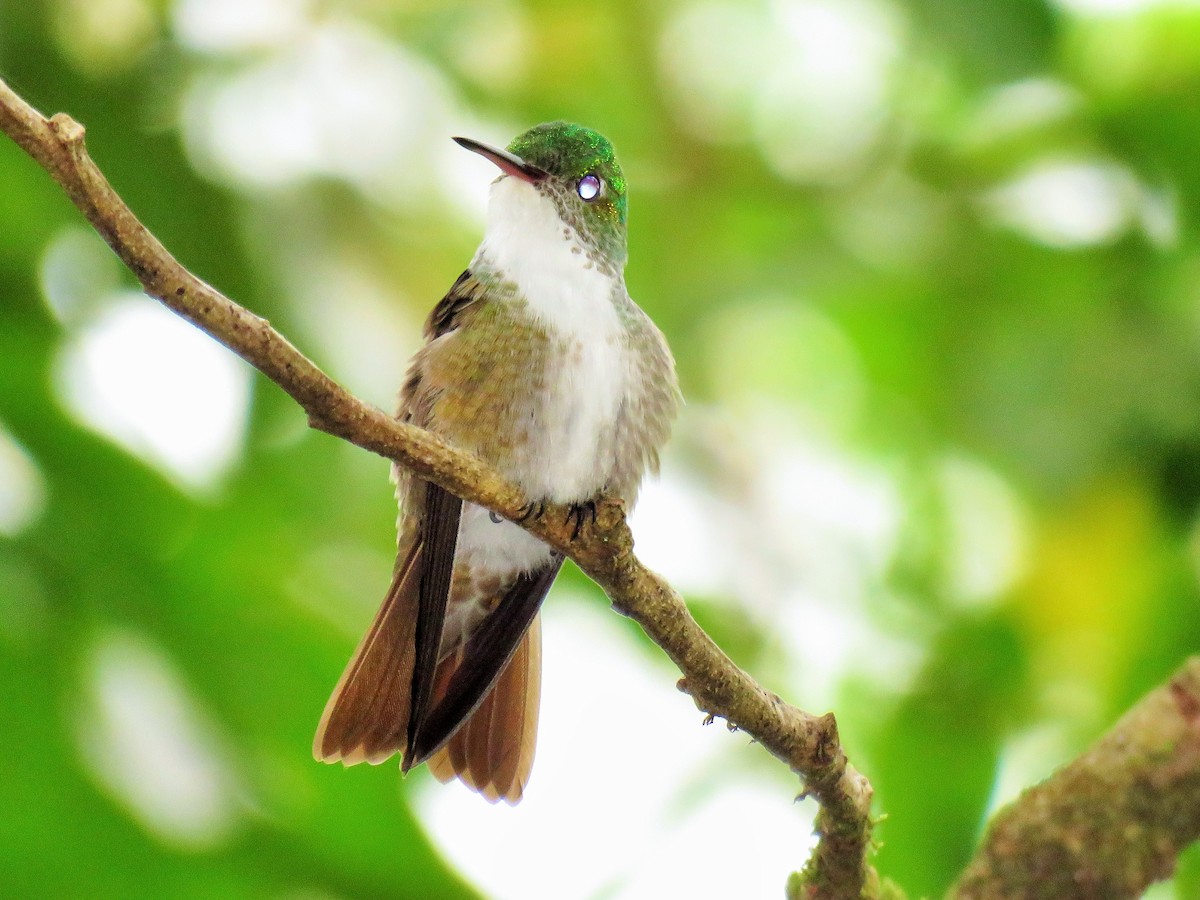 Azure-crowned Hummingbird (Mosquitia) - ML145230771