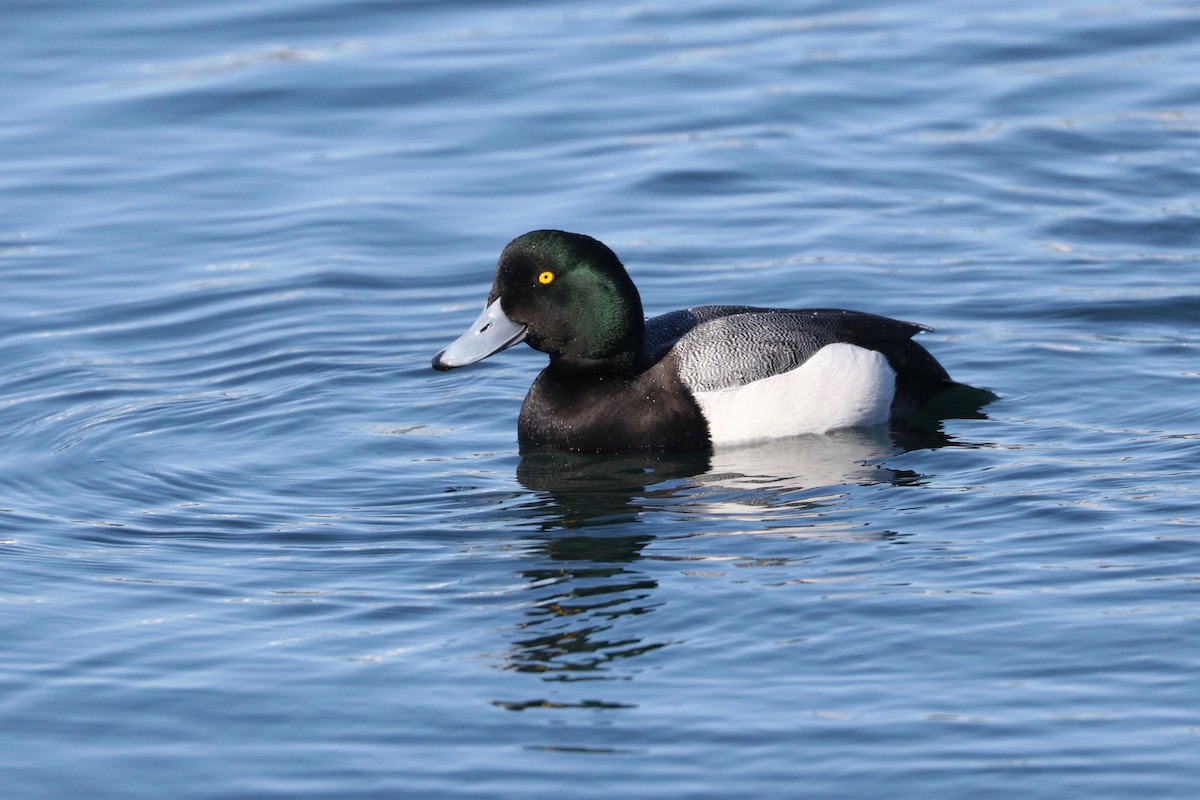 Greater Scaup - ML145230931
