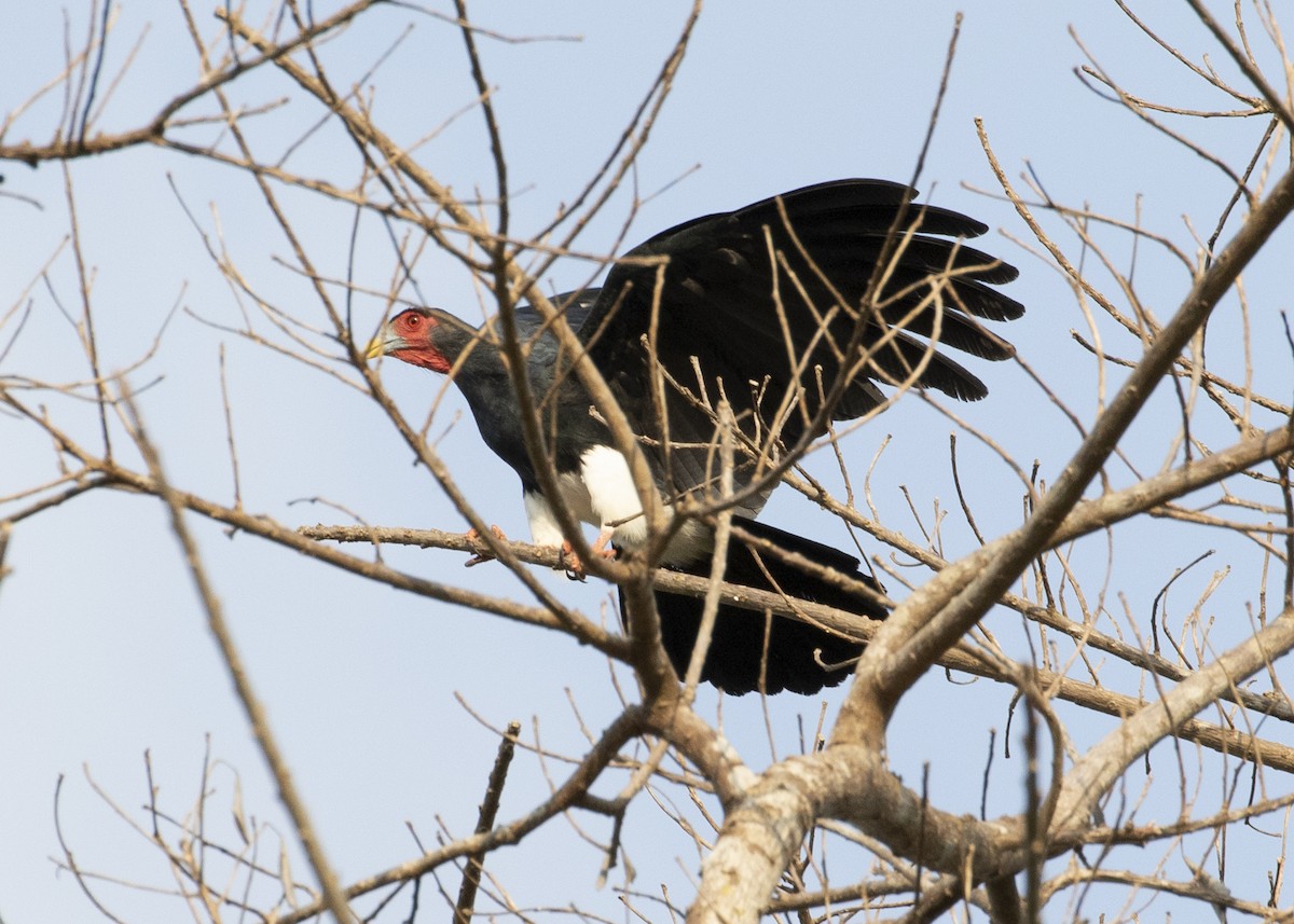 Red-throated Caracara - Penelope Bauer