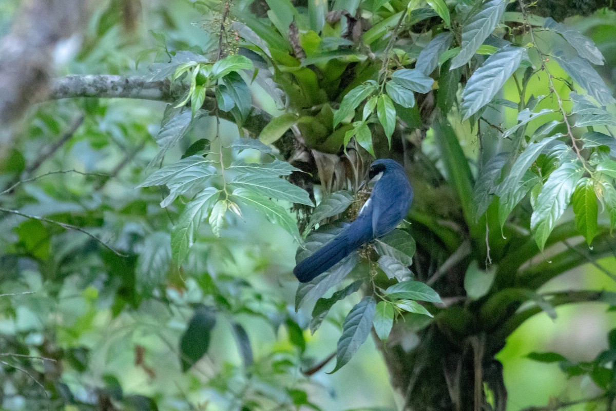 Blue-and-white Mockingbird - Fernando Enrique Navarrete