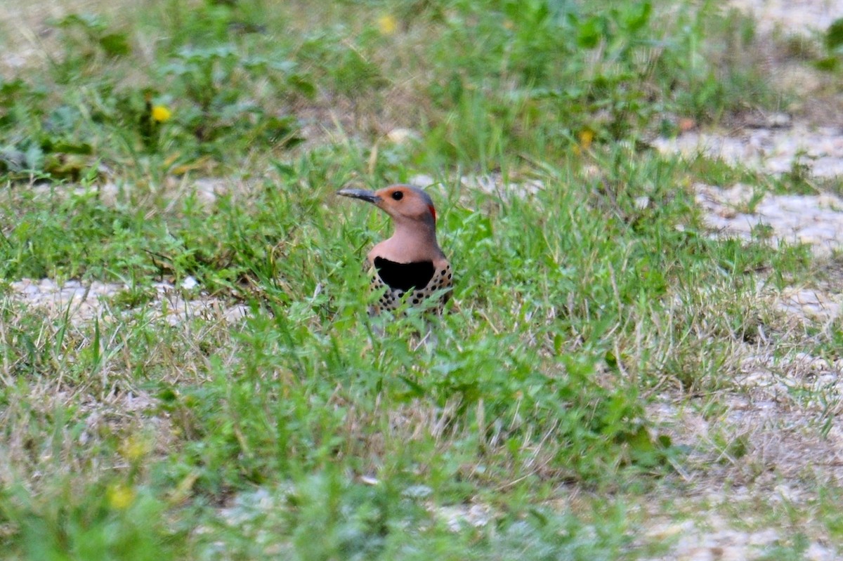 Northern Flicker (Yellow-shafted) - ML145240041