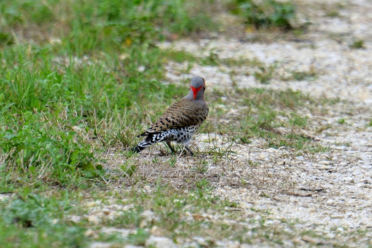 Northern Flicker (Yellow-shafted) - ML145240051