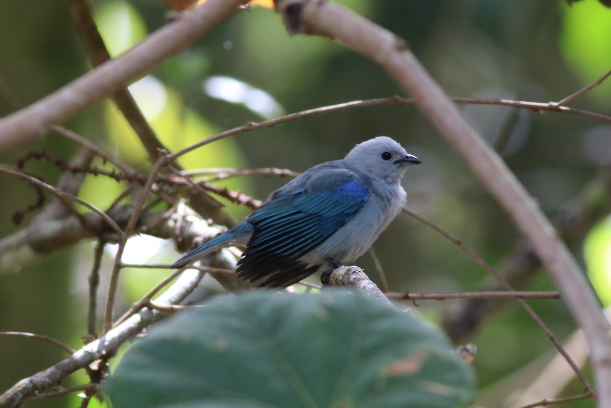 Blue-gray Tanager - ML145241141