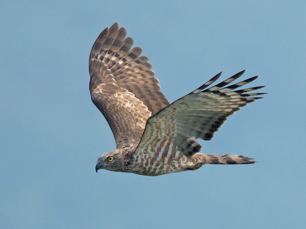 Jerdon's Baza - eBird