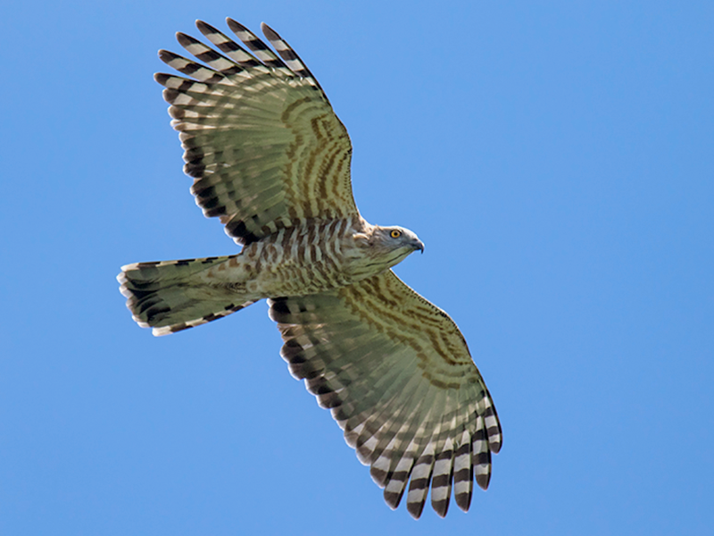 Jerdon's baza - eBird
