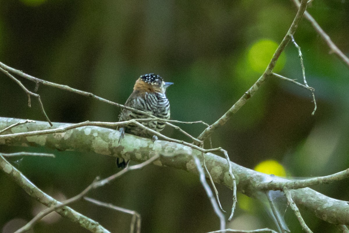 Ochre-collared Piculet - ML145247001