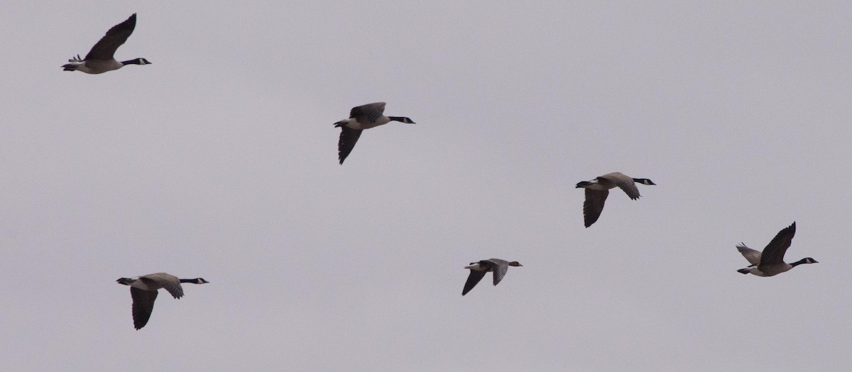 Greater White-fronted Goose - Simon Carter